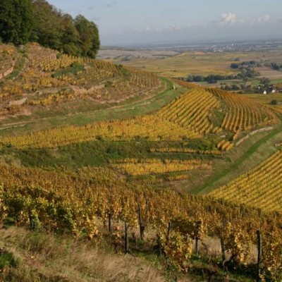 Producer Profile: Domaines Schlumberger
