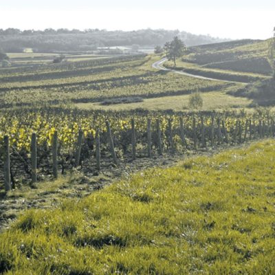 Pick of the Week:  Delicious White Burgundy…Under $20!