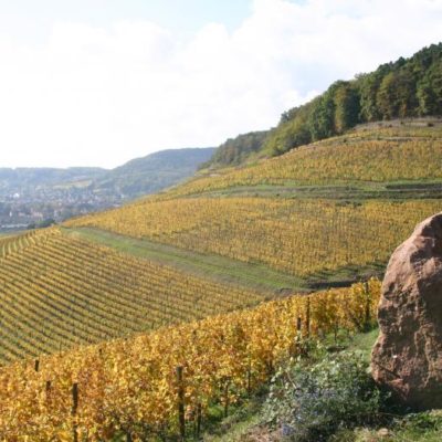 #WineWednesday Spotlight:  Domaines Schlumberger 2014 Pinot Gris “Les Princes Abbés”