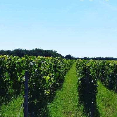 Nuiton-Beaunoy 2015 Bourgogne Pinot Noir