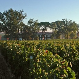 Producer Profile: Château Rouget