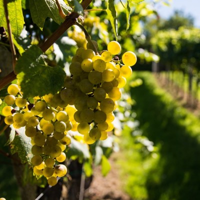 La Chablisienne 2012 Chablis 1ER Cru Montée de Tonnerre