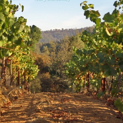 RobertParker.com on 2012 Calera Jensen Vyd Pinot Noir