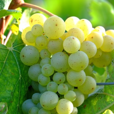 La Chablisienne 2016 Saint Bris Sauvignon Blanc