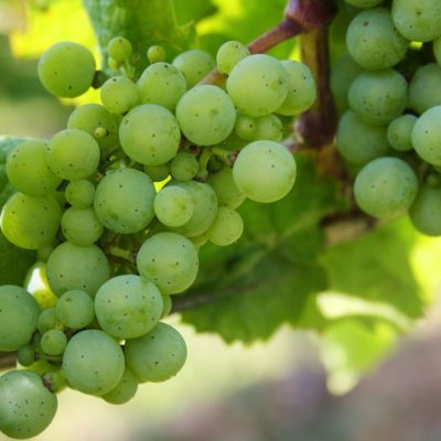 La Chablisienne Chablis Grand Cru Château Grenouilles