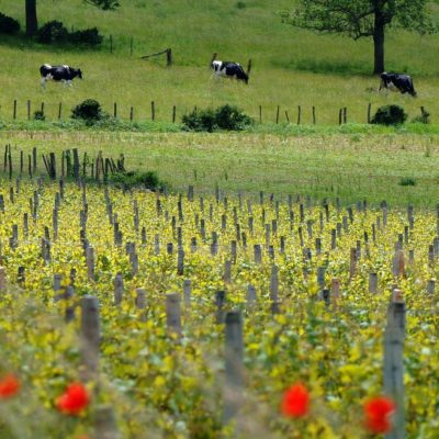 Terres Secrètes 2015 Mâcon La Roche-Vineuse